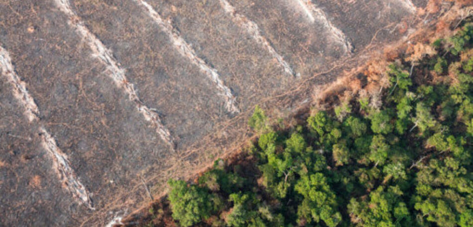 El freno a la deforestación y la reducción del consumo de carne, medidas imprescindibles contra la crisis climática y de biodiversidad