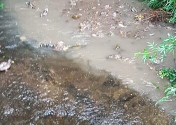 Organizaciones ecologistas denuncian vertidos residuales en el río Arlos