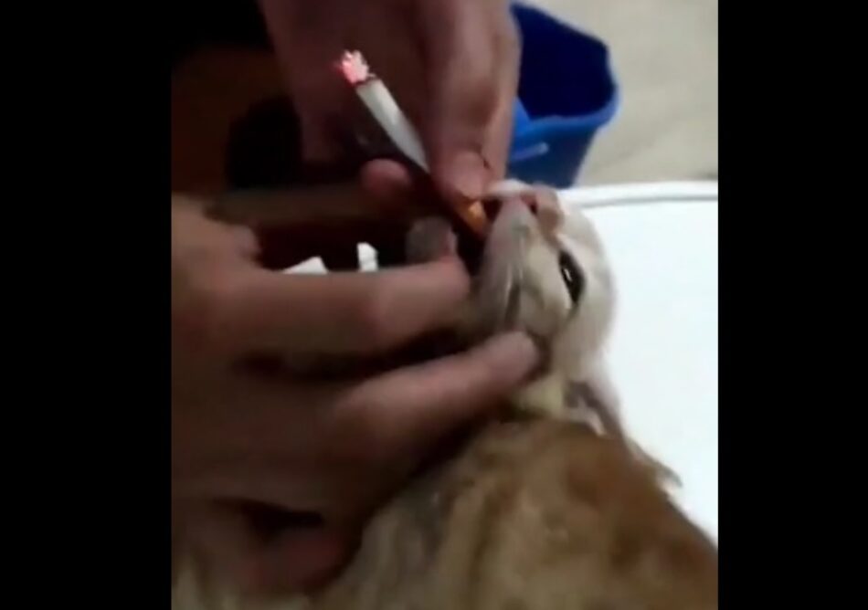 PACMA denuncia que unos jóvenes de Almería maltratan a un gatito introduciéndole un cigarrillo encendido en la boca