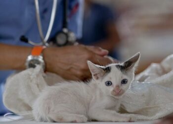 Compromís promoverá cambios en la legislación estatal para que incluya a los veterinarios como centros sanitarios