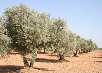 Ecologistas en Acción celebra la prohibición de la recolección nocturna del olivar