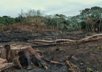 Bolivia. Confirman control total de incendios en la Chiquitanía