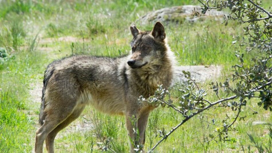 Varapalo del Tribunal de Justicia de la UE a la caza del lobo