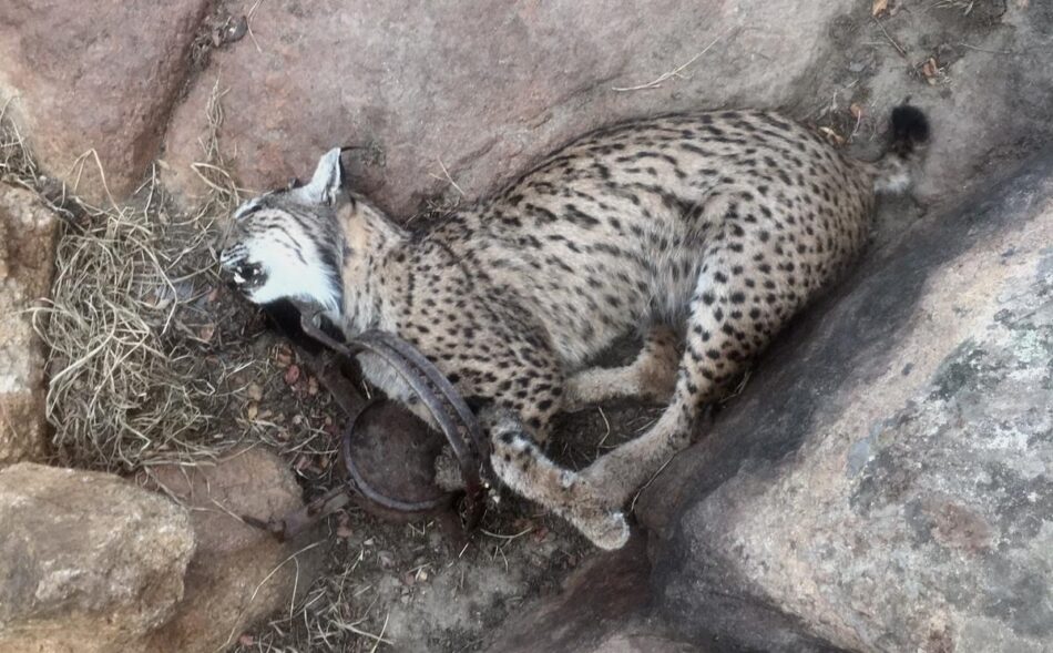 Mueren cuatro linces a manos de cazadores en Castilla-La Mancha