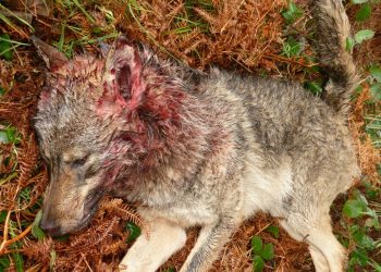 La Junta de Castilla y León contraviene la directiva europea autorizando la caza de 339 lobos