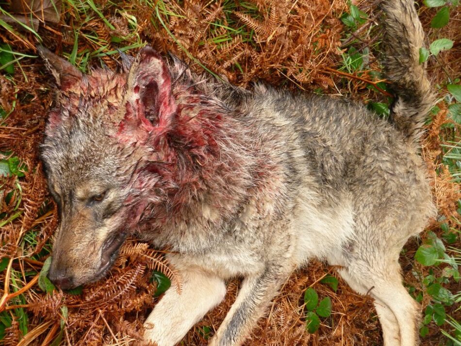 La Junta de Castilla y León contraviene la directiva europea autorizando la caza de 339 lobos