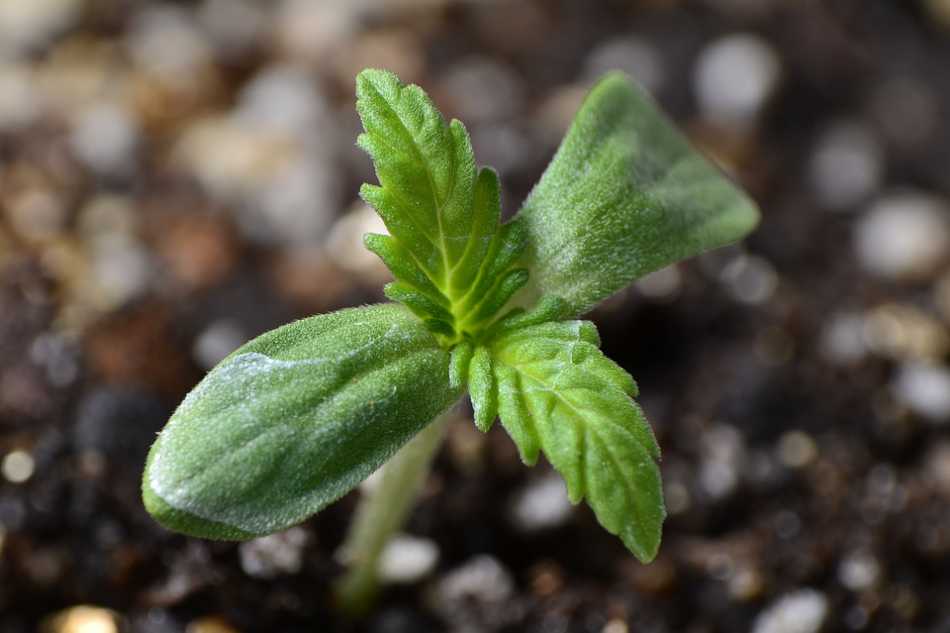 Proliferación y hundimiento de los growshop online en los periodos de crisis