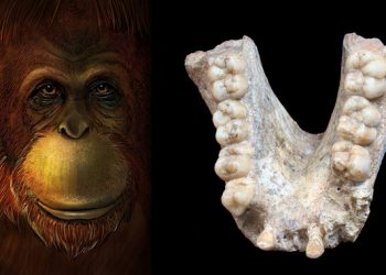 El gigante extinto ‘Gigantopithecus’ era pariente lejano del orangután