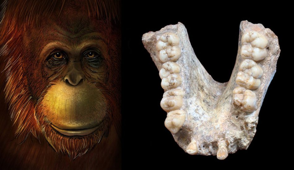 El gigante extinto ‘Gigantopithecus’ era pariente lejano del orangután