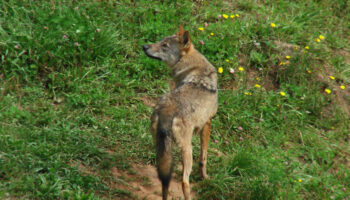 Alianza Verde llama a volver a salir a las calles a defender al lobo frente a la desprotección promovida por las derechas