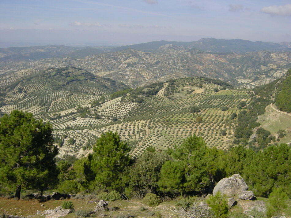 Adelante Andalucía exige partidas presupuestarias para paliar los efectos al olivar de los aranceles de EEUU