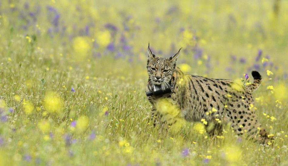 El regreso del Lince Ibérico al Parque Nacional de Monfragüe se ve amenazado por las monterías