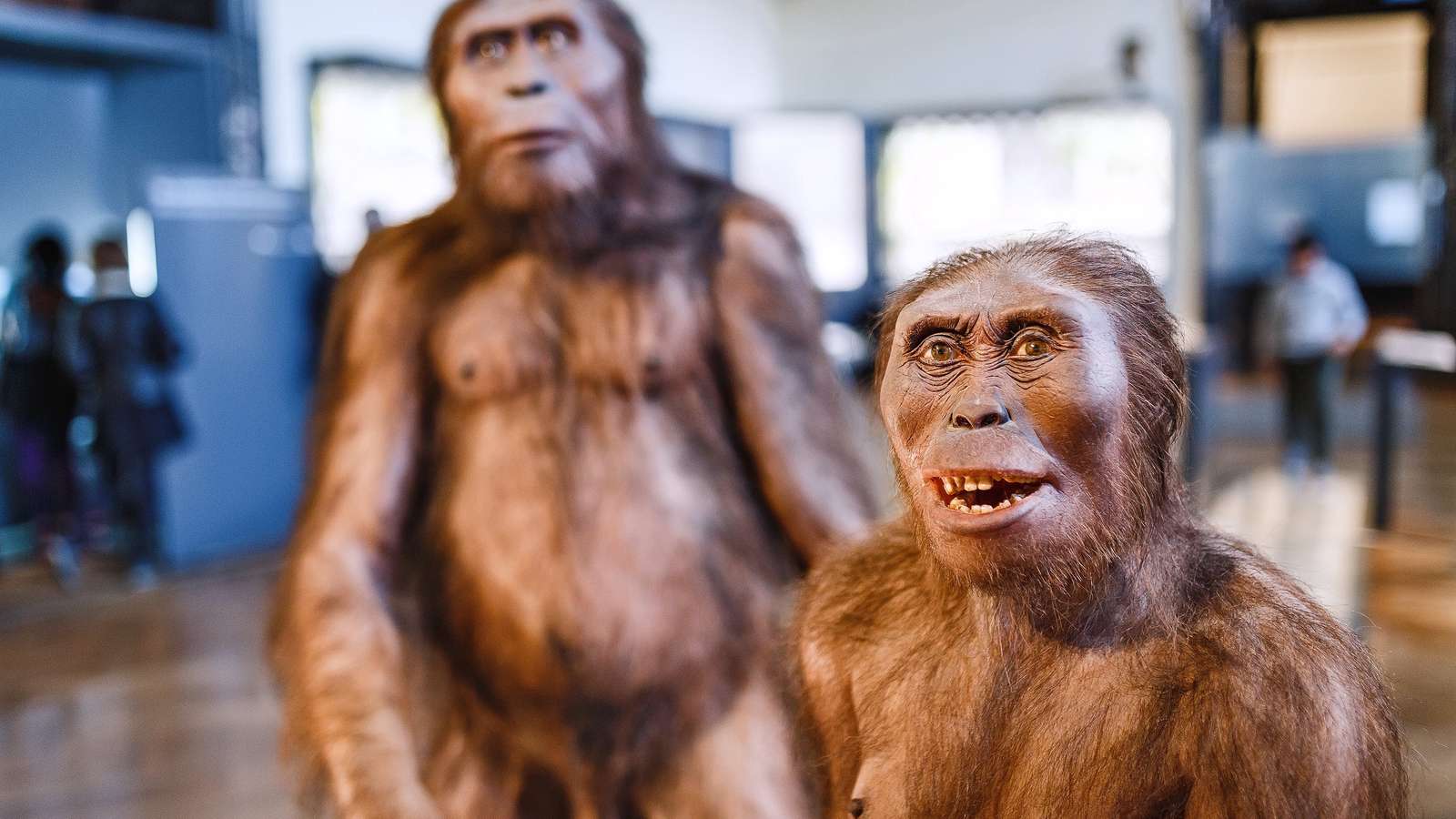 los-ltimos-homo-erectus-vivieron-en-indonesia-hace-117-000-a-os