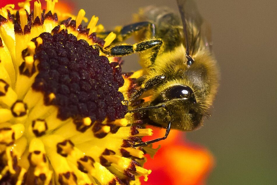 Ecologistas en Acción felicita el Año de la Abeja