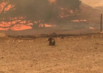 Incendios en Australia habrían provocado la muerte de mil millones de animales