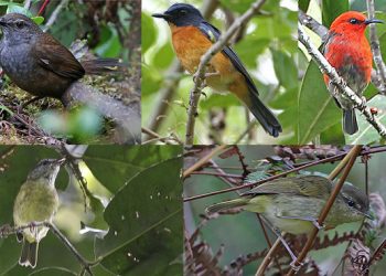 Hallan diez especies y subespecies de pájaros cantores en Indonesia