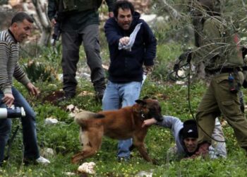 Israel usa “perro policía” para morder genitales de palestinos