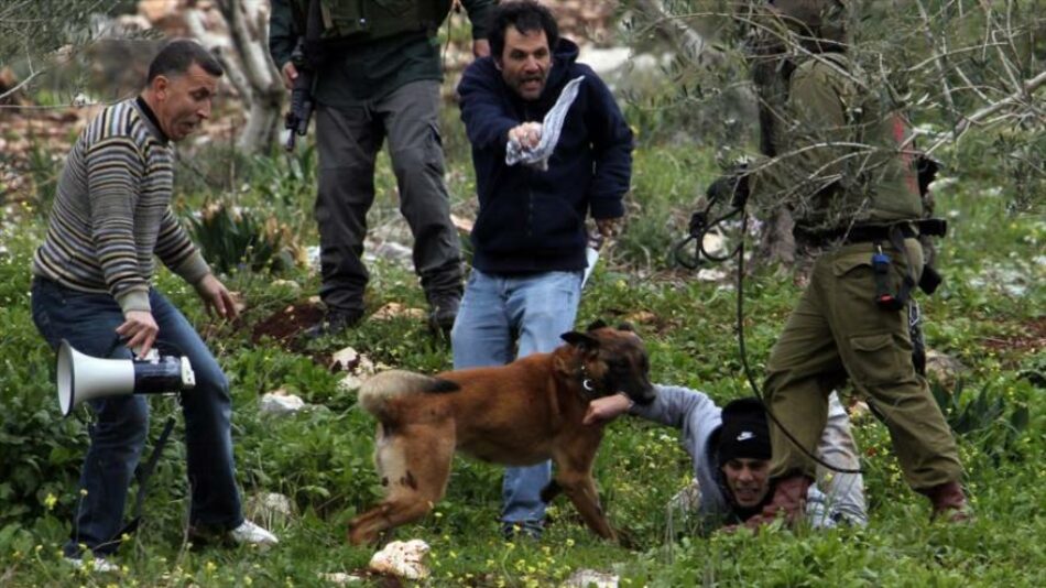 Israel usa “perro policía” para morder genitales de palestinos