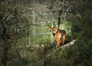 López de Uralde espera que la suspensión de la caza del lobo en Álava sea definitiva