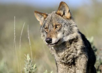 EQUO reclama la recuperación del lobo como la mejor forma de controlar la fauna mayor en Sierra Morena