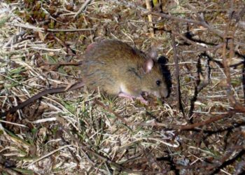 Hantavirus, el nuevo virus que tiene en vilo a China