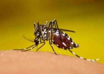 Argentina. Dengue: ya se suman más de 1700 casos en todo el país