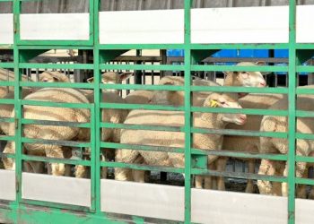 PACMA denuncia el endurecimiento de las condiciones en el transporte de animales en el estado de alarma