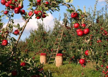 Amigos da Terra reivindica a importancia do sector agrario e gandeiro en tempos de urxencia sanitaria polo COVID-19