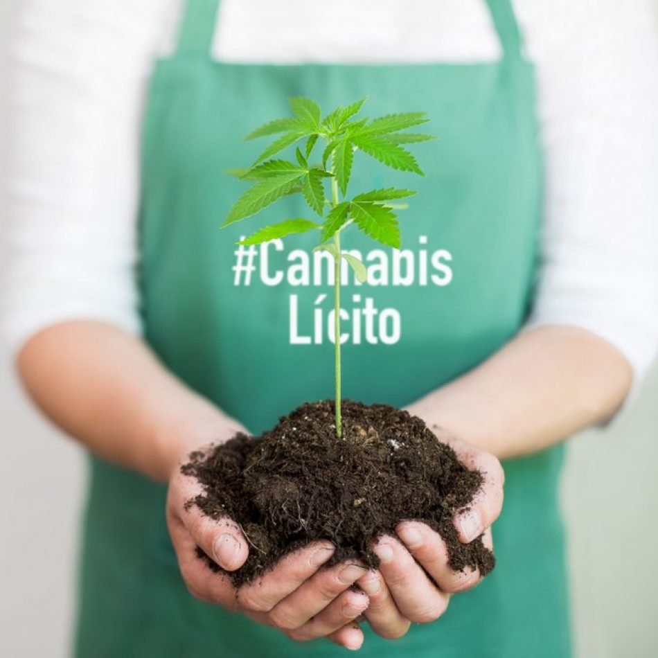 El movimiento cannabico lanza hoy la campaña #CannabisLícito