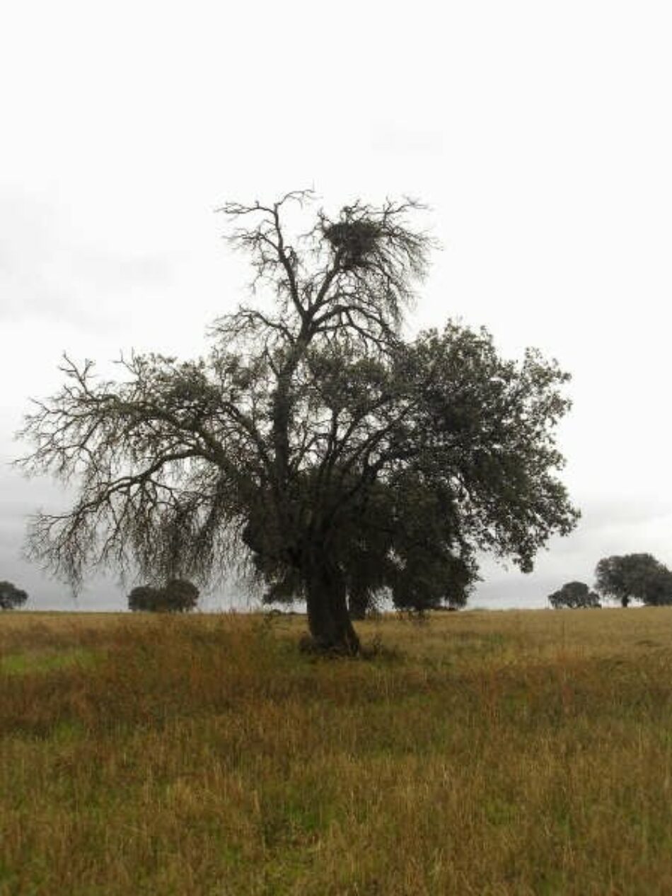 La Junta de Extremadura responde sobre la tramitación denuncias relativas al medio natural