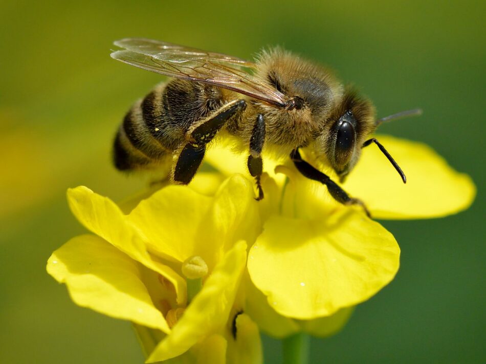 Ecologistas en Acción: Detener la pérdida de biodiversidad es esencial para protegerse de futuras pandemias