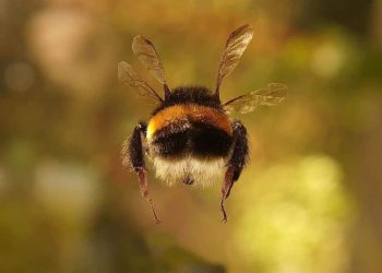FAO: «Compromiso con las abejas»