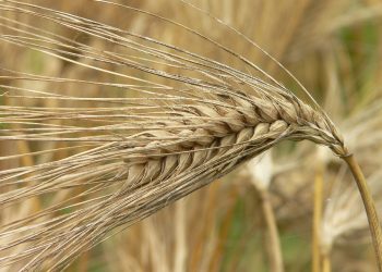 Las Estrategias del Campo a la Mesa y Biodiversidad se quedan a medio camino para afrontar las crisis alimentarias y ecológicas