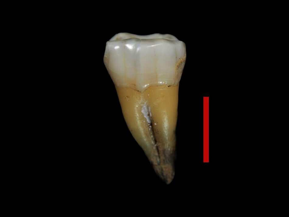 Un diente hallado en Bulgaria confirma la primera presencia de humanos modernos en Europa
