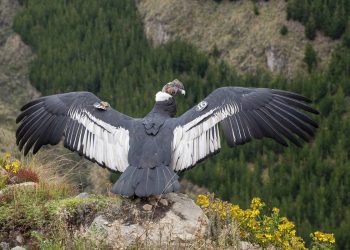 Iguiñaro eleva sus alas en libertad sobre los páramos andinos de Ecuador