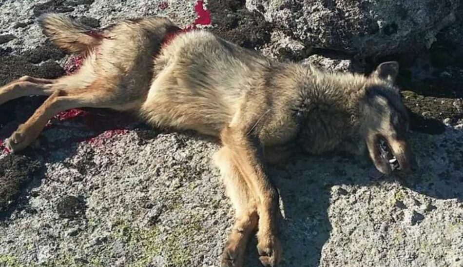 Condena a los dos cazadores que mataron un lobo en una cacería en 2015