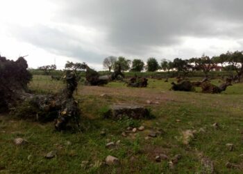 «Extremadura da la espalda a sus olivos centenarios»