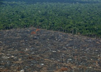 Denuncia la importación española de carne procedente de la deforestación de la Amazonia