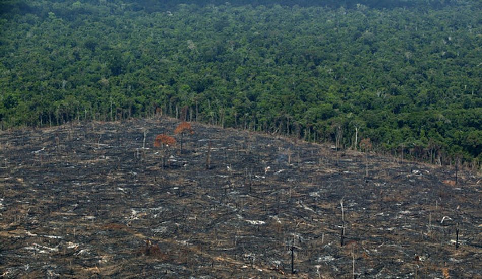 Denuncia la importación española de carne procedente de la deforestación de la Amazonia