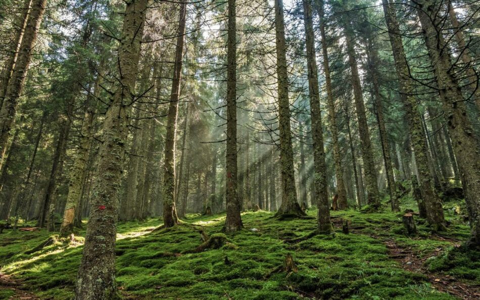 Los satélites detectan un brusco aumento de la explotación forestal en Europa