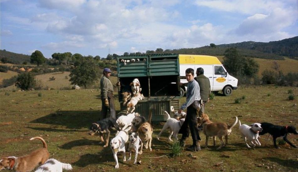 EQUO Verdes Andalucía considera anacrónico declarar de Bien de Interés cultural (BIC) a las rehalas y monterías