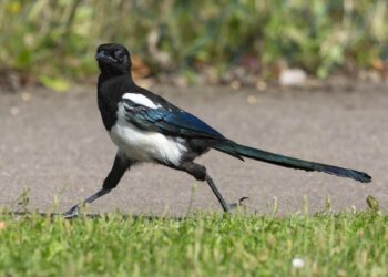 Cuervos y urracas muestran una inesperada generosidad