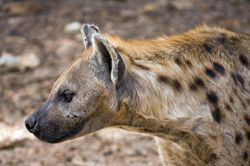 El 'amor-odio' entre leones y hienas o cómo compiten por la carroña -  Tercera Información