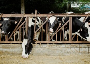 “No toda la carne que consumimos impacta igual en el cambio climático” afirma un nuevo estudio publicado hoy