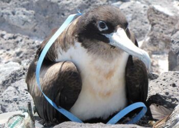 Los plásticos amenazan incluso a las aves marinas de las zonas más remotas