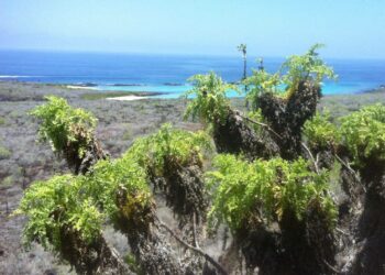 Así se produjo la explosiva diversificación de las margaritas gigantes de Darwin