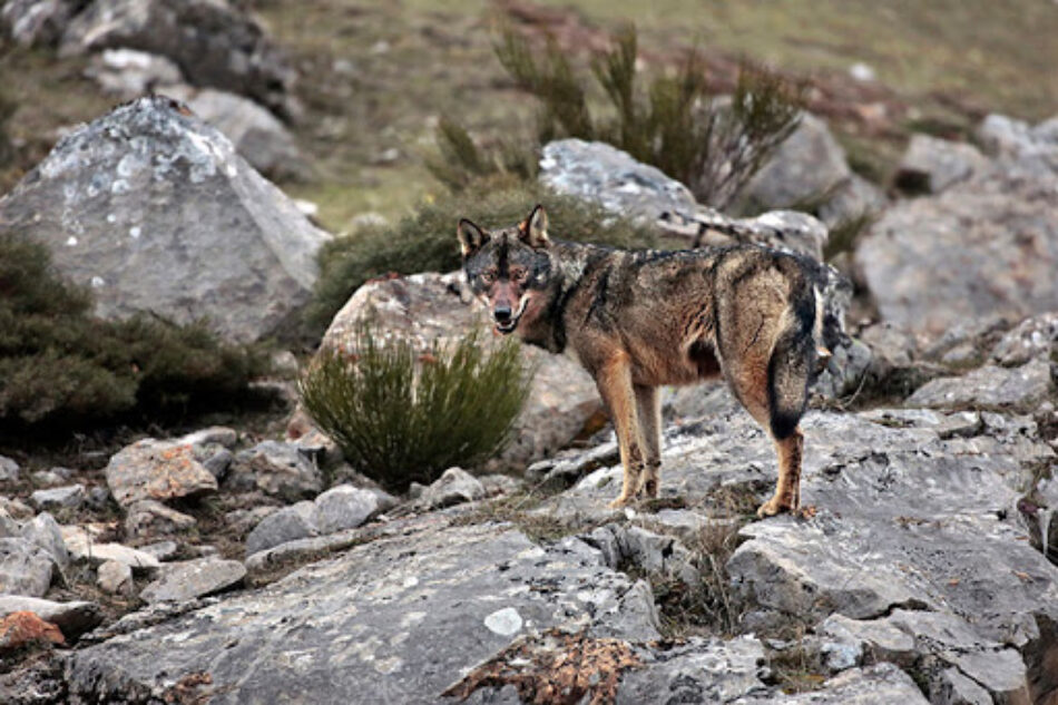 El Gobierno trabaja por la ampliación de la protección legal del lobo en España