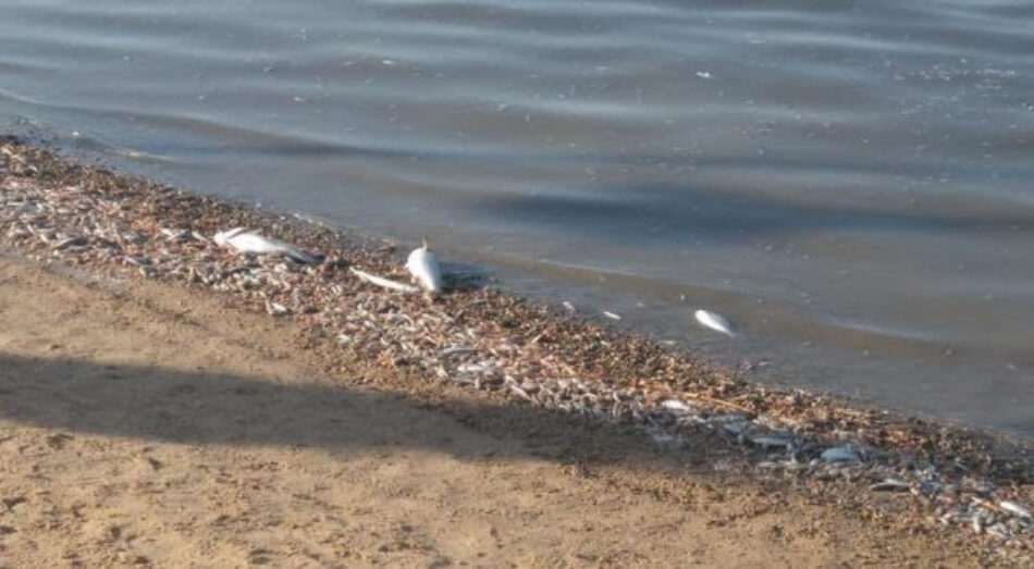 Aniversario mortalidad masiva de peces en el Mar Menor: un año después aún no se han tomado medidas y la situación es “insostenible”