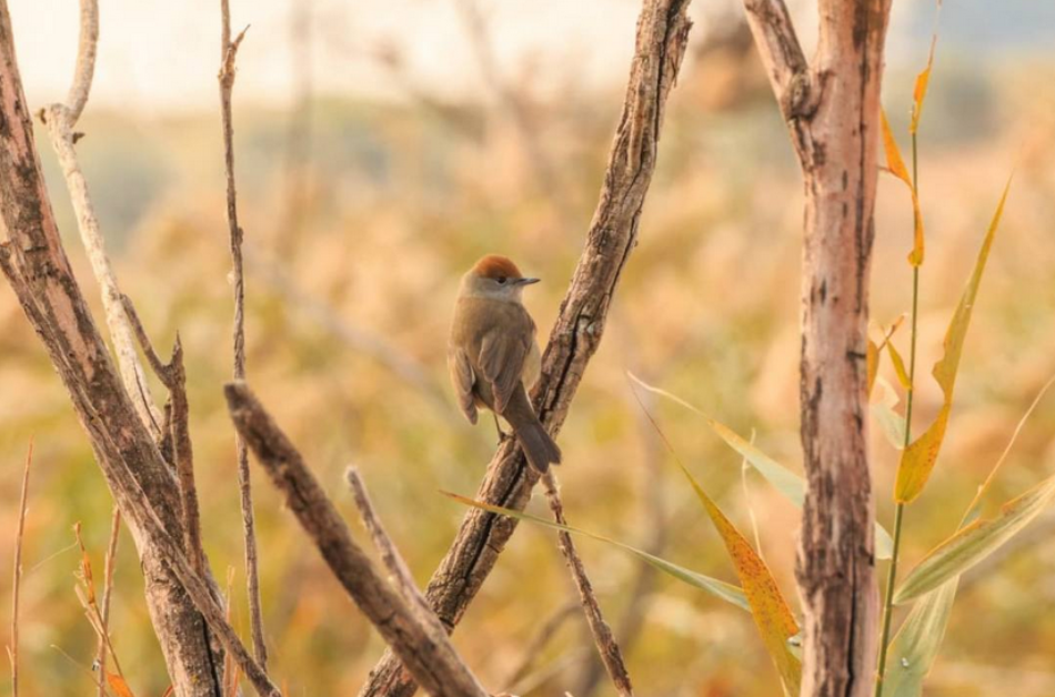 Ecologistas en Acción: «España fracasa en la meta de detener la pérdida de biodiversidad»