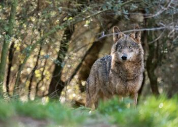 Alianza Verde lamenta el paso atrás que da la Unión Europea para rebajar la protección del lobo